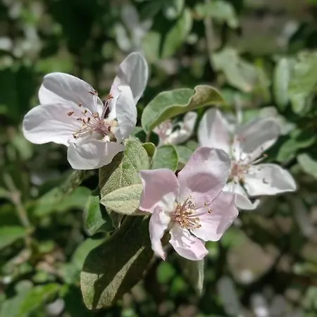 Los Almendros Rural
